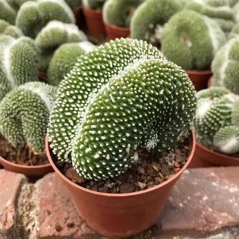 plant Aeonium Echeveria Haworthia  Caudex  Lithops Cactus  Agave 