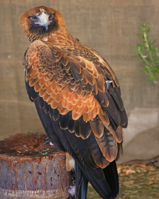 

Wedge Tailed Eagle – Paint By Numbers - 40*50CM, 501 Original