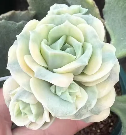 plant Aeonium Echeveria Haworthia  Caudex  Lithops Cactus  Agave 