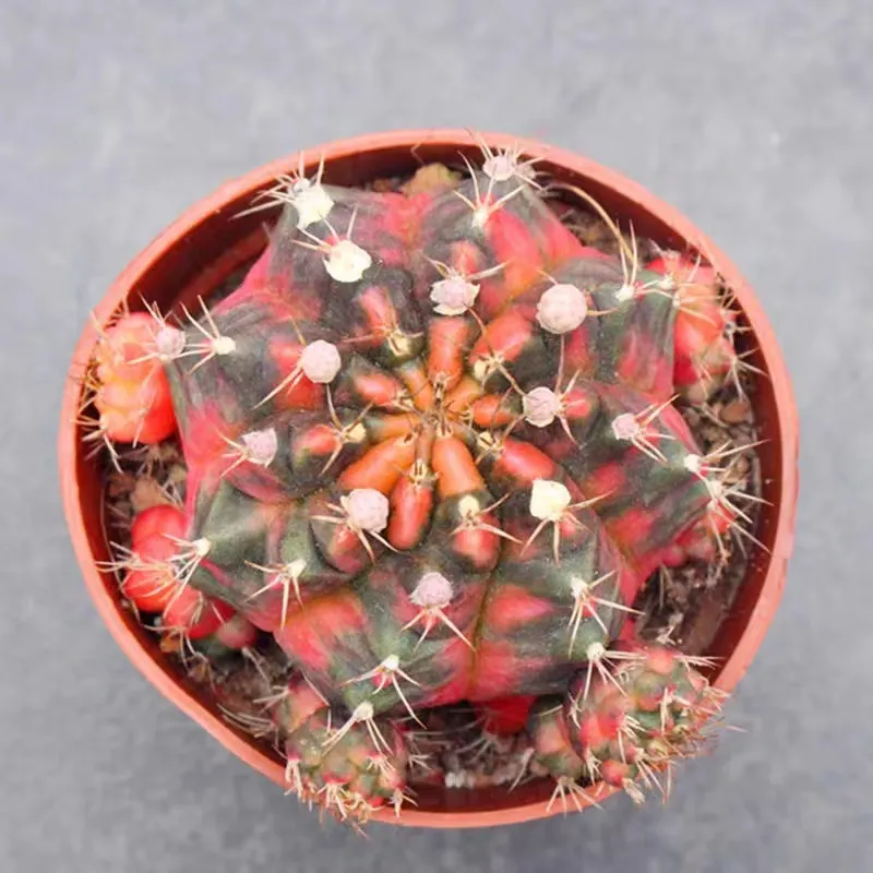 plant Aeonium Echeveria Haworthia  Caudex  Lithops Cactus  Agave 