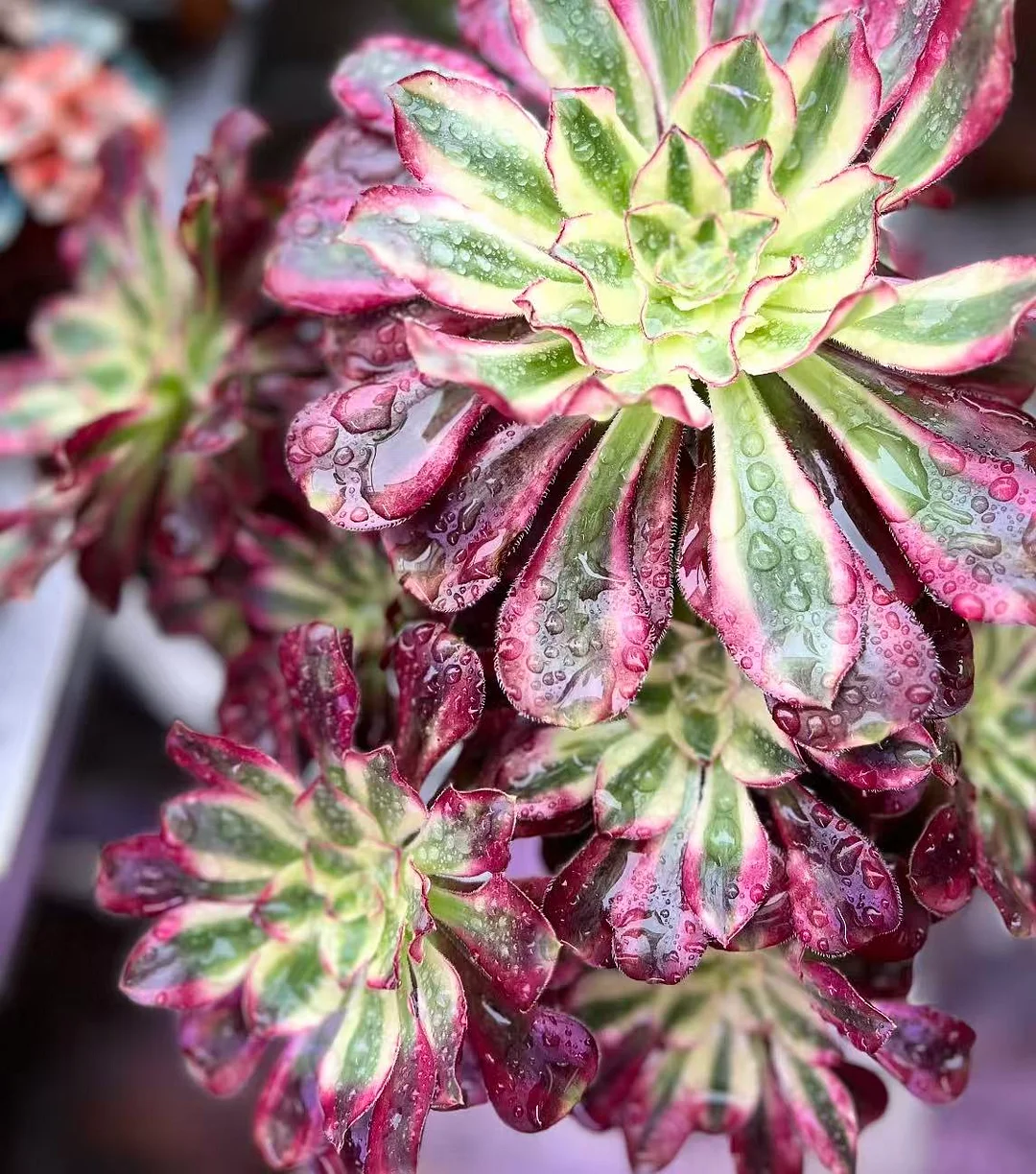 plant Aeonium Echeveria Haworthia  Caudex  Lithops Cactus  Agave 