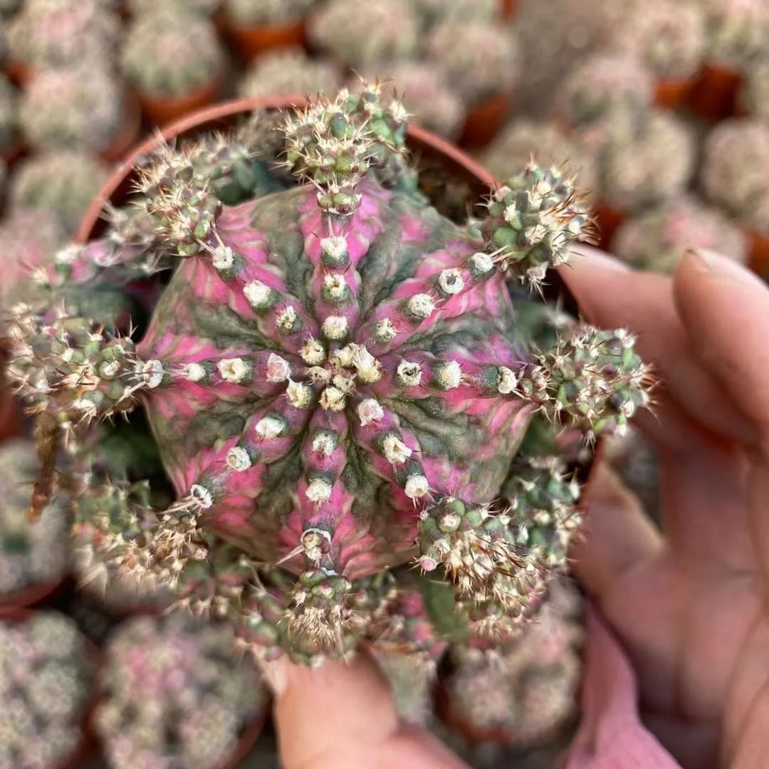 plant Aeonium Echeveria Haworthia  Caudex  Lithops Cactus  Agave 