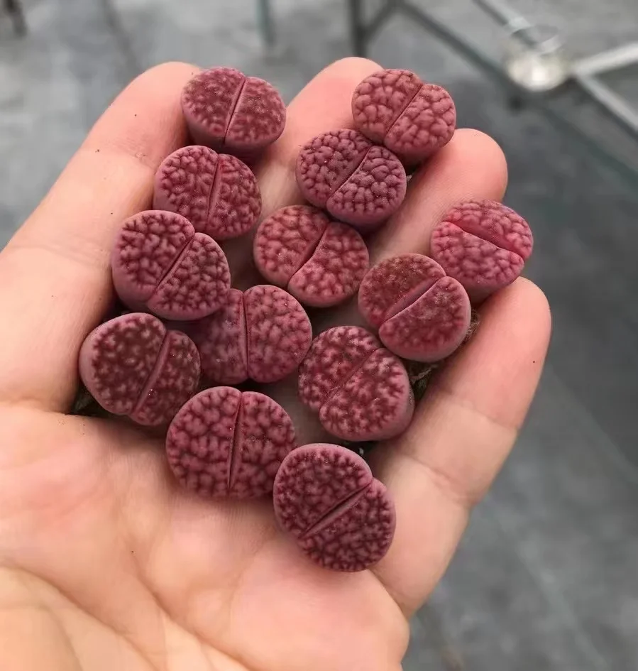 plant Aeonium Echeveria Haworthia  Caudex  Lithops Cactus  Agave 