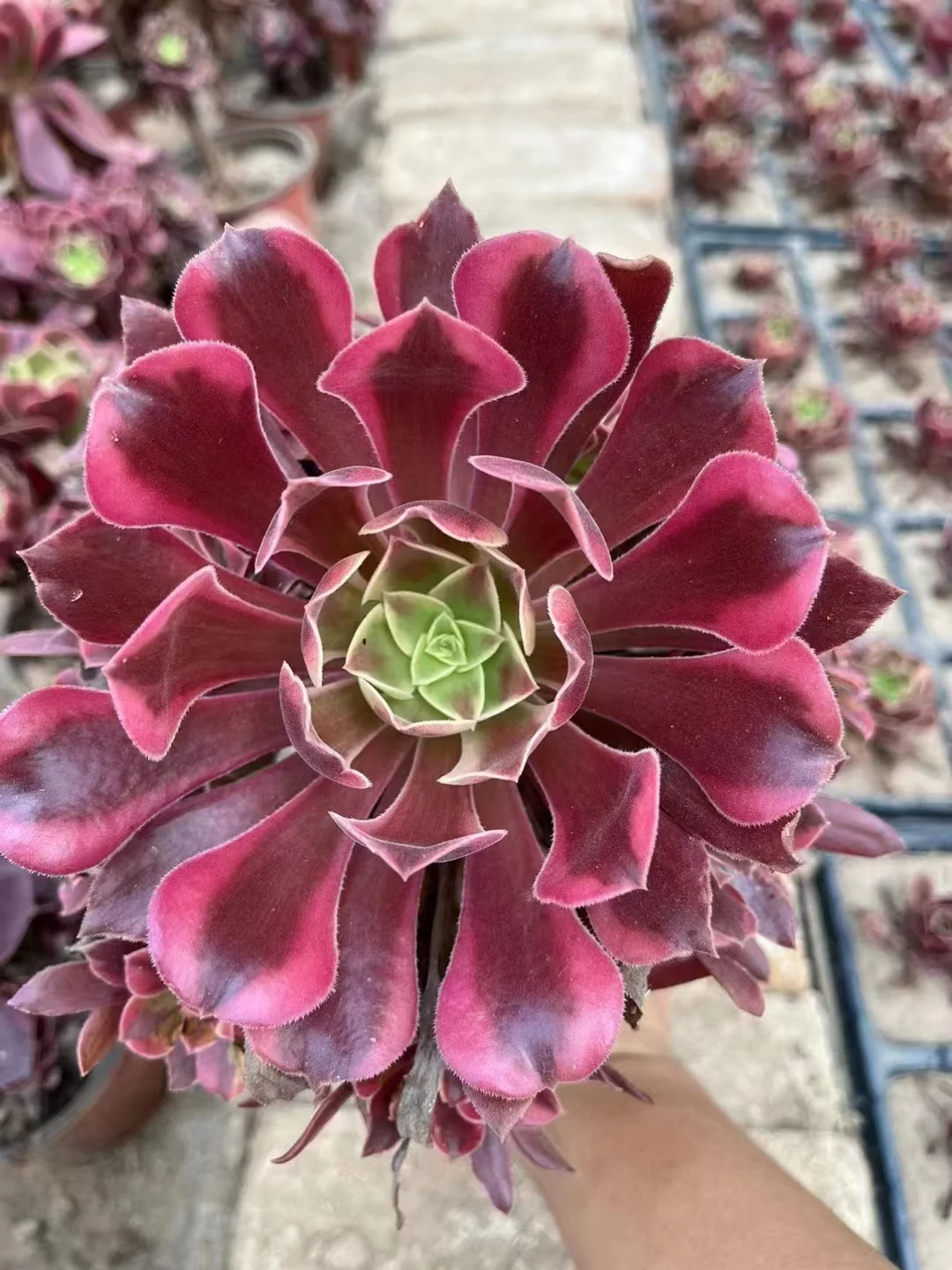 plant Aeonium Echeveria Haworthia  Caudex  Lithops Cactus  Agave 