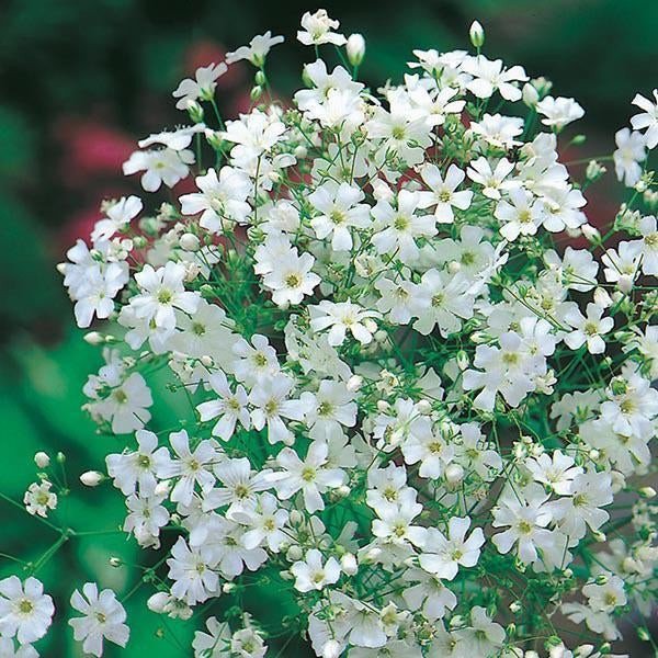 100pcs Gypsophila seeds Baby’s Breath Gypsophila Jonyparkseed®