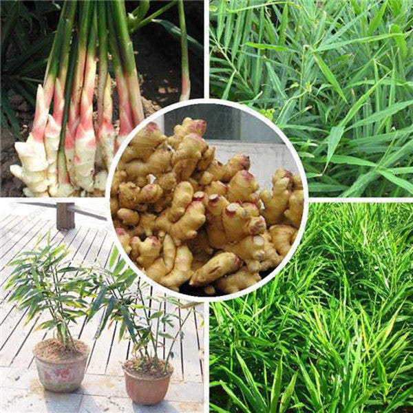 Perennial Ginger Seeds 100 pcs Jonyparkseed®