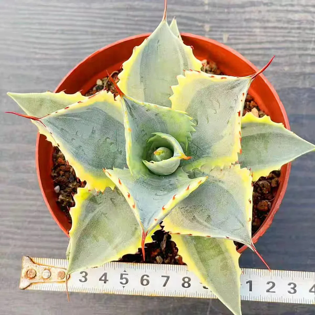 plant Aeonium Echeveria Haworthia  Caudex  Lithops Cactus  Agave 