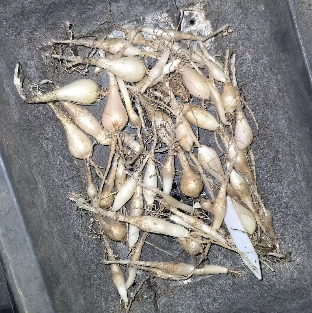 plant Aeonium Echeveria Haworthia  Caudex  Lithops Cactus  Agave 