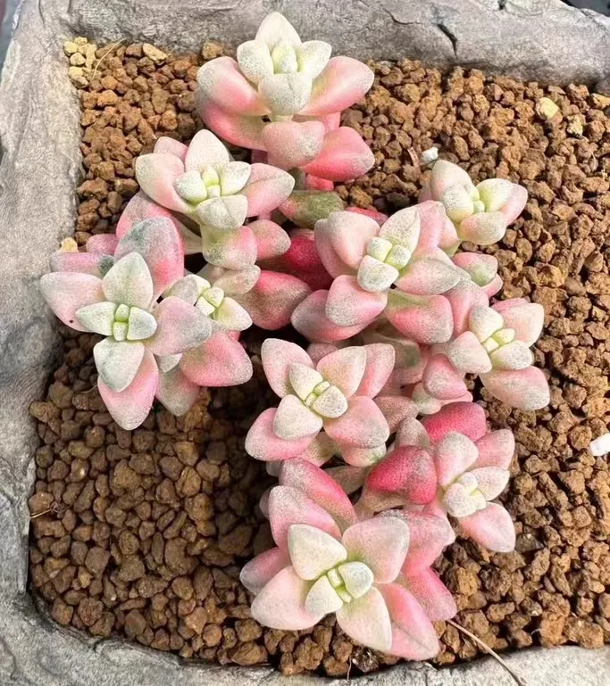 plant Aeonium Echeveria Haworthia  Caudex  Lithops Cactus  Agave 