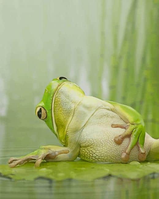 

Frog Chilling On A Lily Pad – Paint By Numbers - 40*50CM, 501 Original