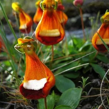 Happy Alien (Calceolaria Uniflora) Flower Seeds Plant Seed Rare