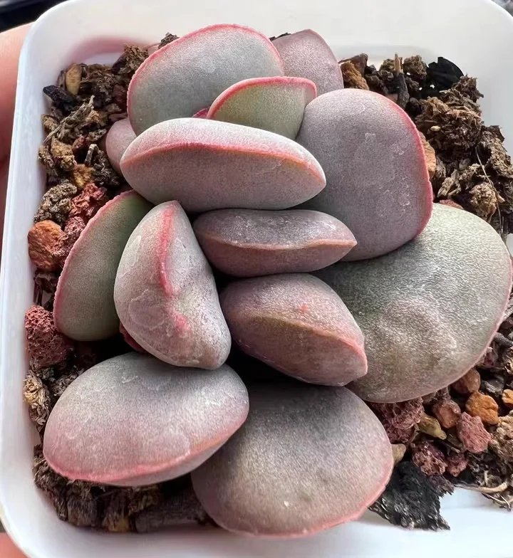 plant Aeonium Echeveria Haworthia  Caudex  Lithops Cactus  Agave 