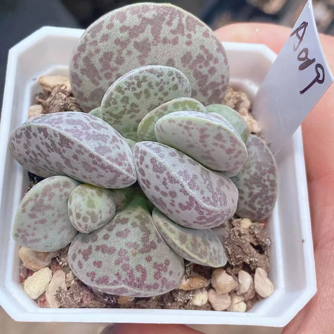 plant Aeonium Echeveria Haworthia  Caudex  Lithops Cactus  Agave 