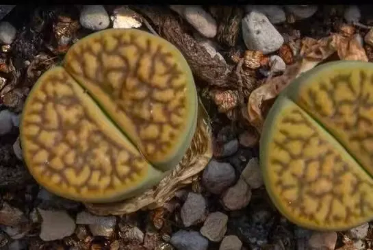 plant Aeonium Echeveria Haworthia  Caudex  Lithops Cactus  Agave 