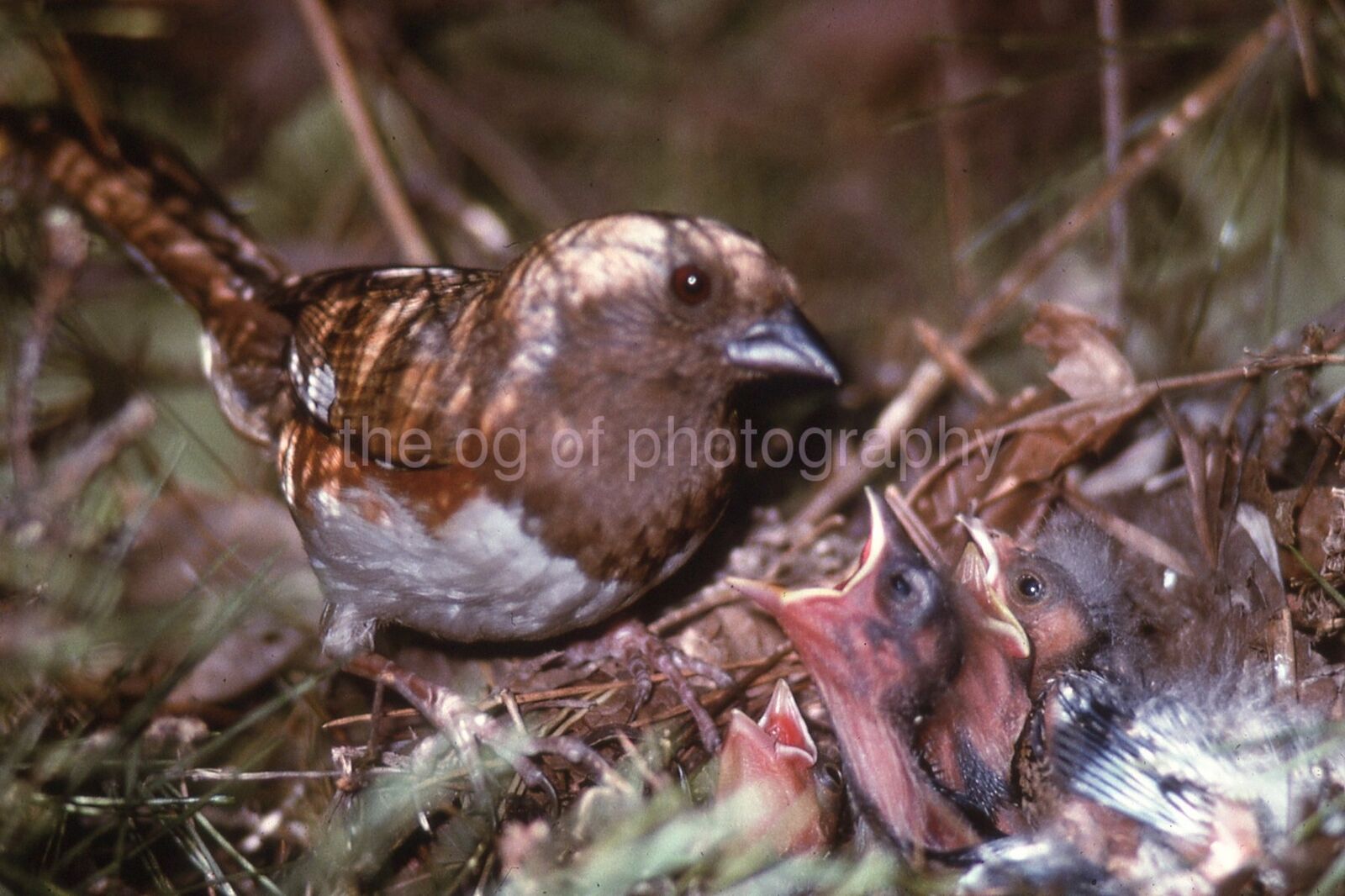 RUFUS SIDED TOW HEE AT NEST 35mm SLIDE BIRD Vintage COLOR Photo Poster painting 15 T 18 R