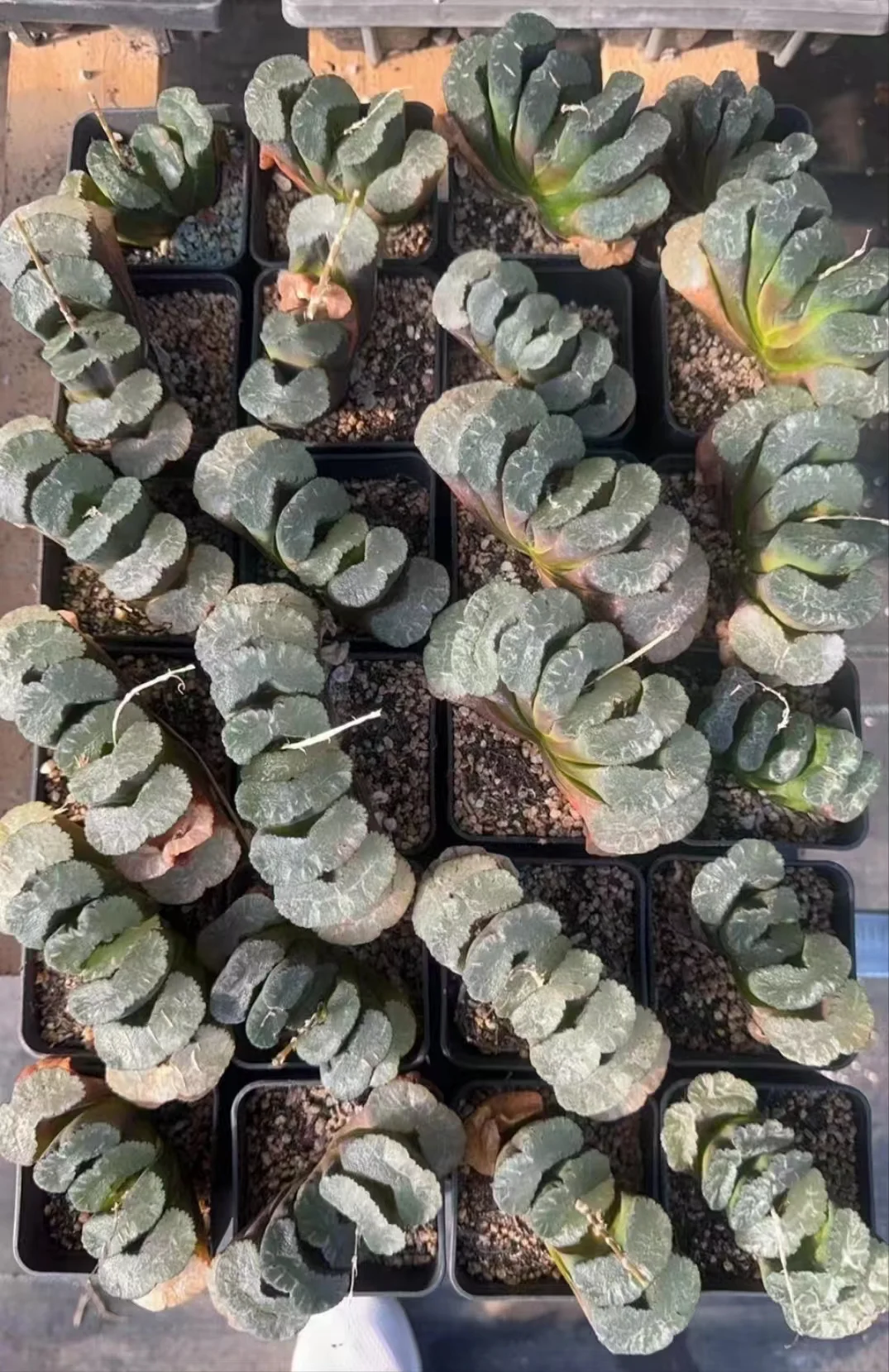 1025.Haworthia truncata 'Sharaku/ Haworthia/ Succulent plants / Garden landscape / Carefully select healthy plants