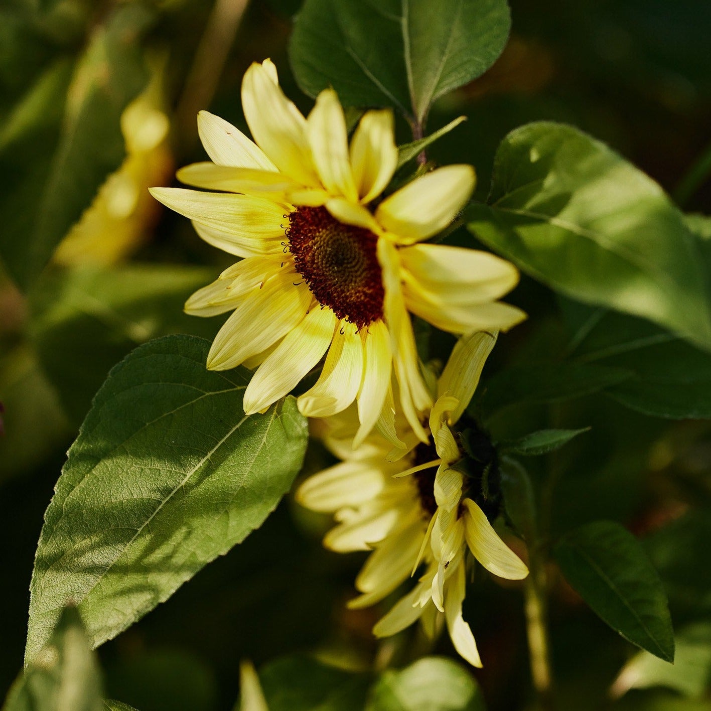 Sunflower Lemon Striker Flower | X 20 Seeds