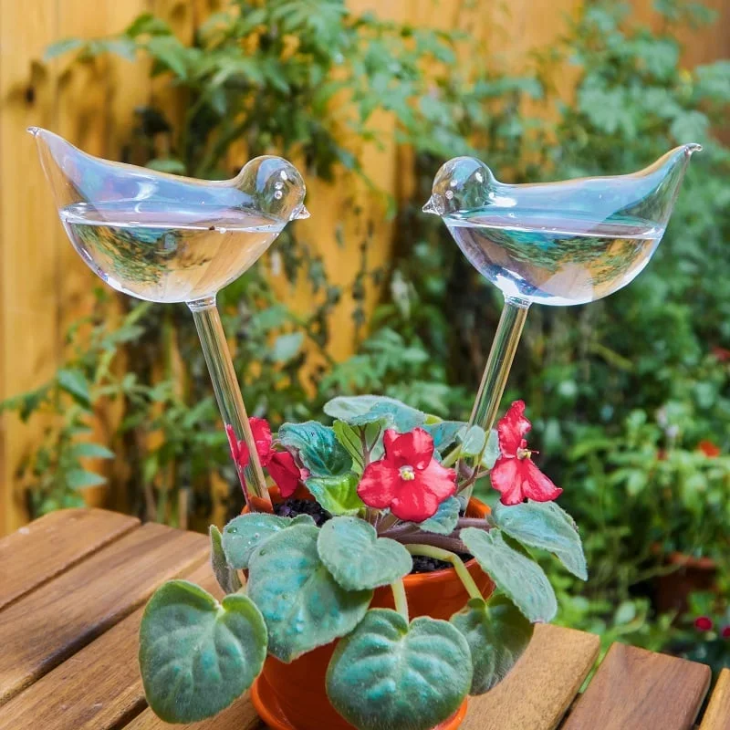  Self-Watering Plant Glass Bulbs - Buy 5 pcs Free Shipping!