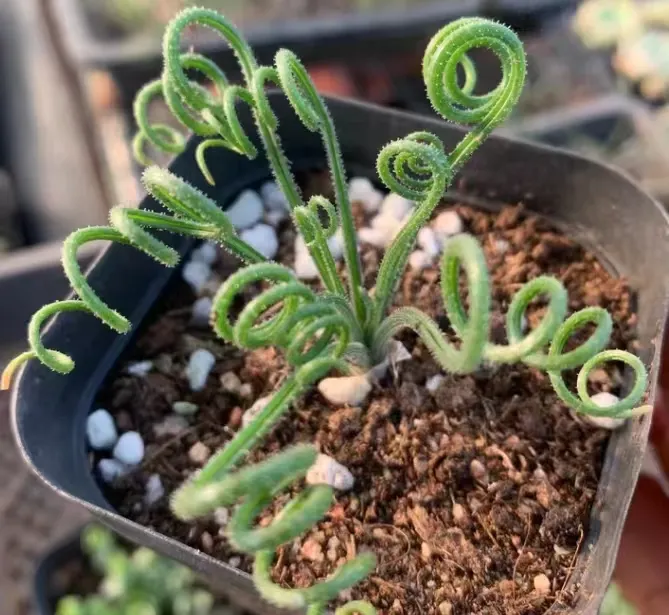 plant Aeonium Echeveria Haworthia  Caudex  Lithops Cactus  Agave 