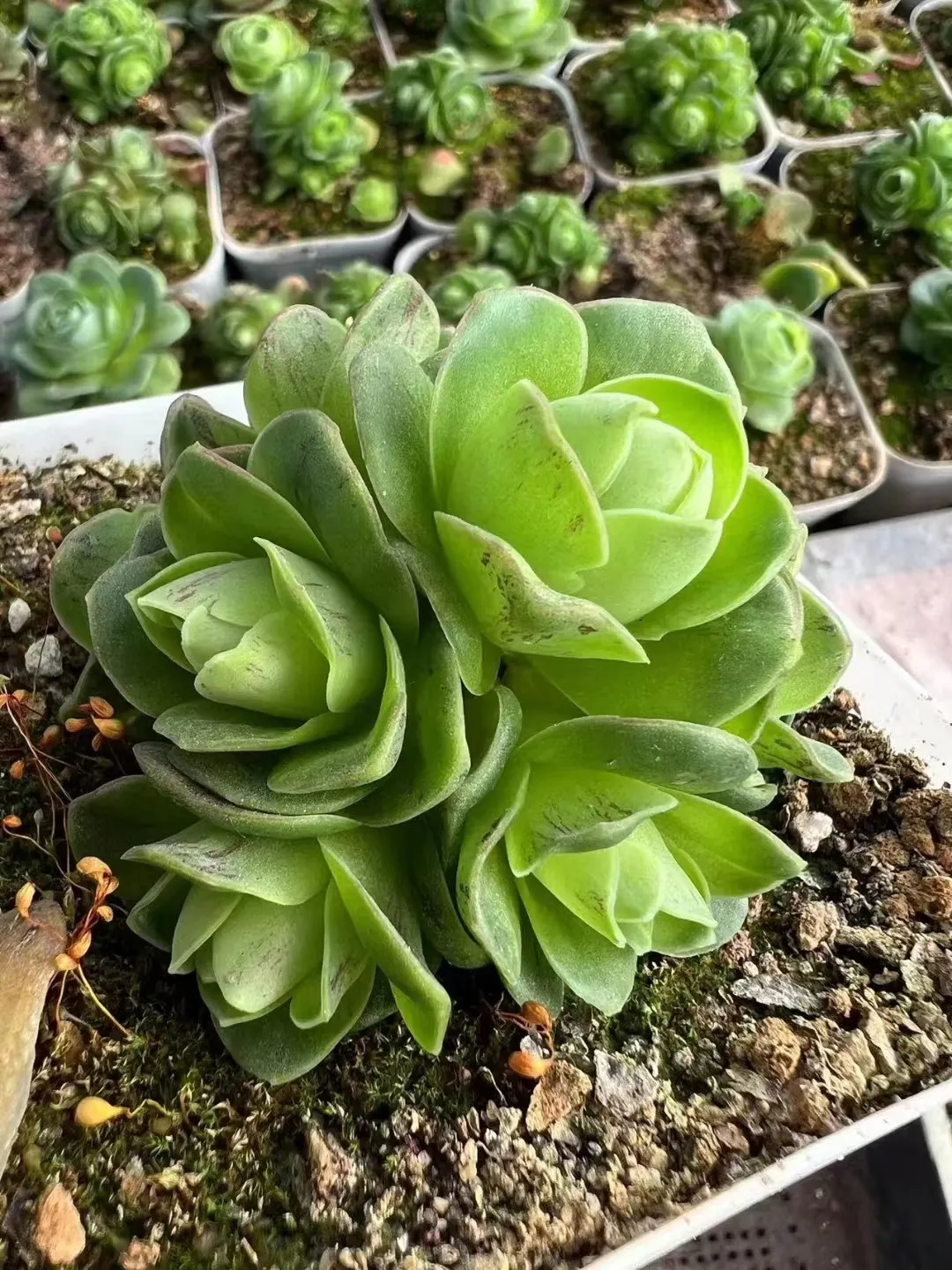 plant Aeonium Echeveria Haworthia  Caudex  Lithops Cactus  Agave 