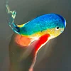Colorful glass whale ornaments - Heal your every moment