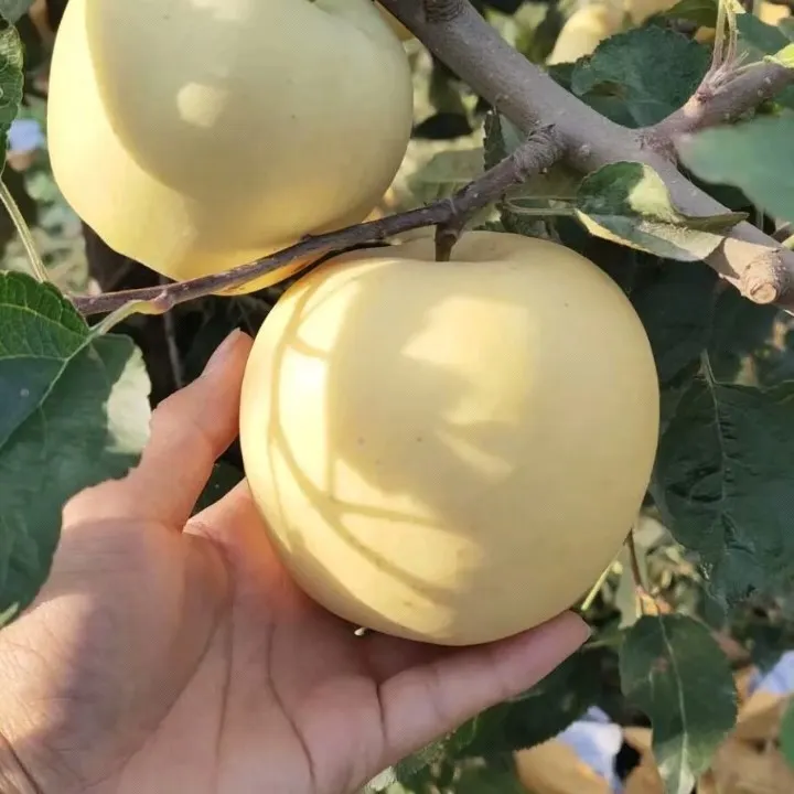 Golden Apple Seeds