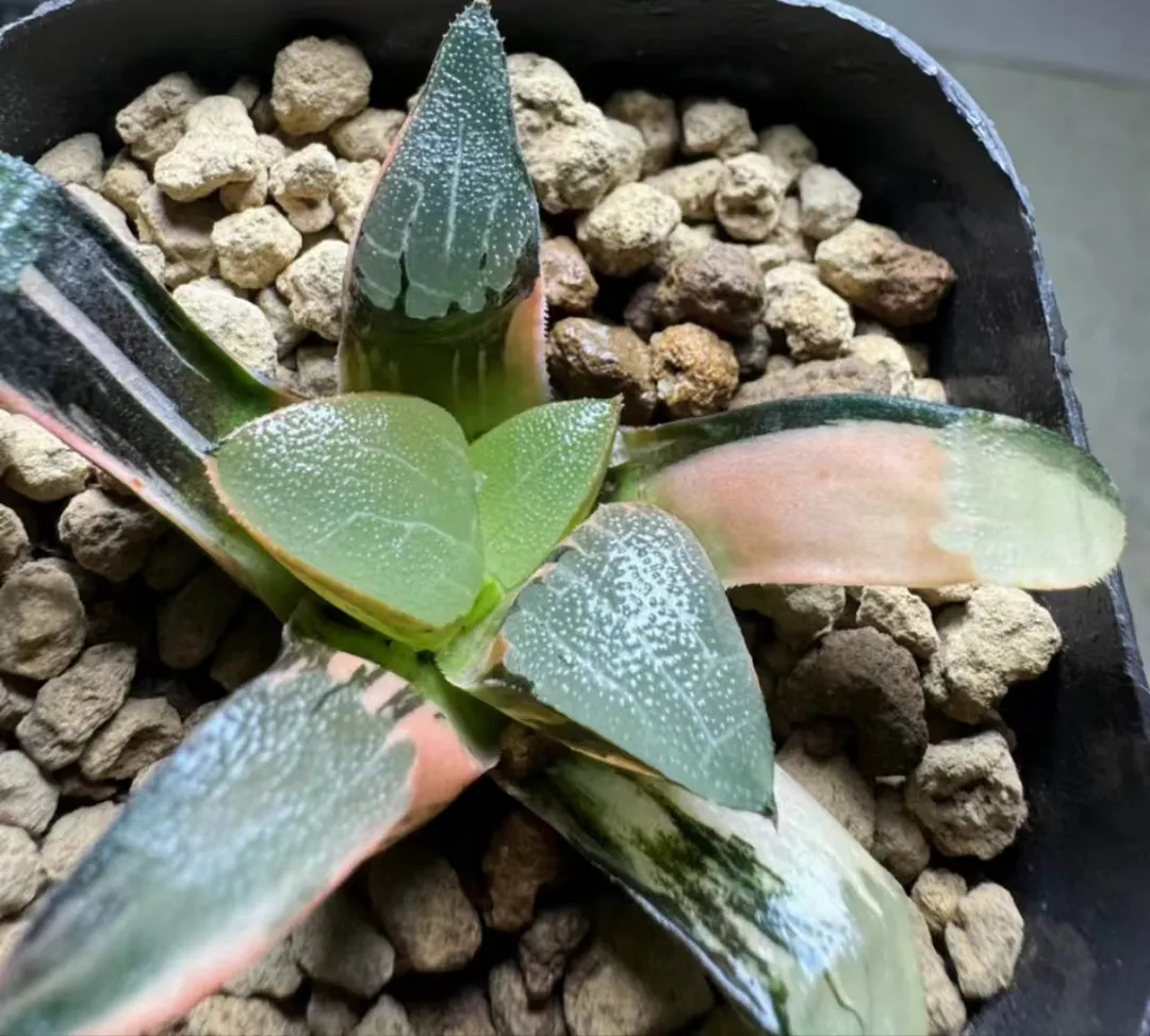 plant Aeonium Echeveria Haworthia  Caudex  Lithops Cactus  Agave 