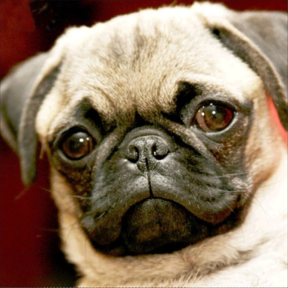 Full Round Diamond Painting Kits | dog