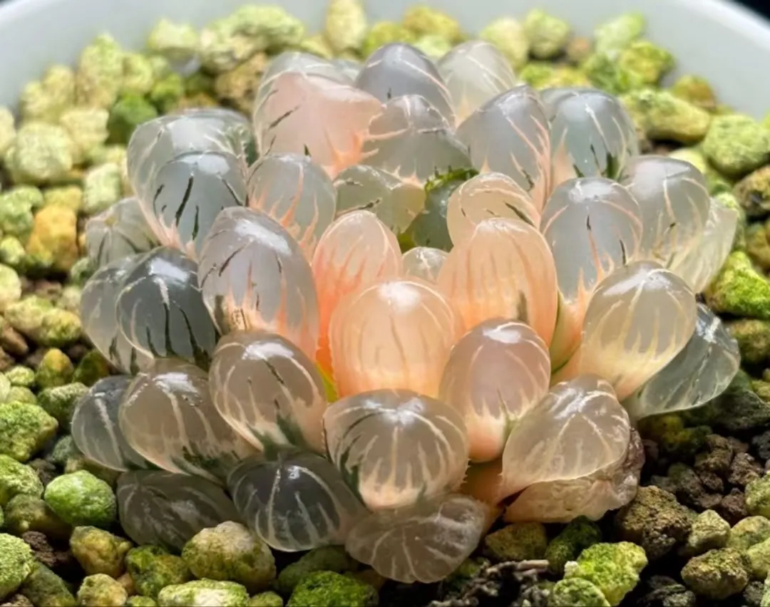 plant Aeonium Echeveria Haworthia  Caudex  Lithops Cactus  Agave 