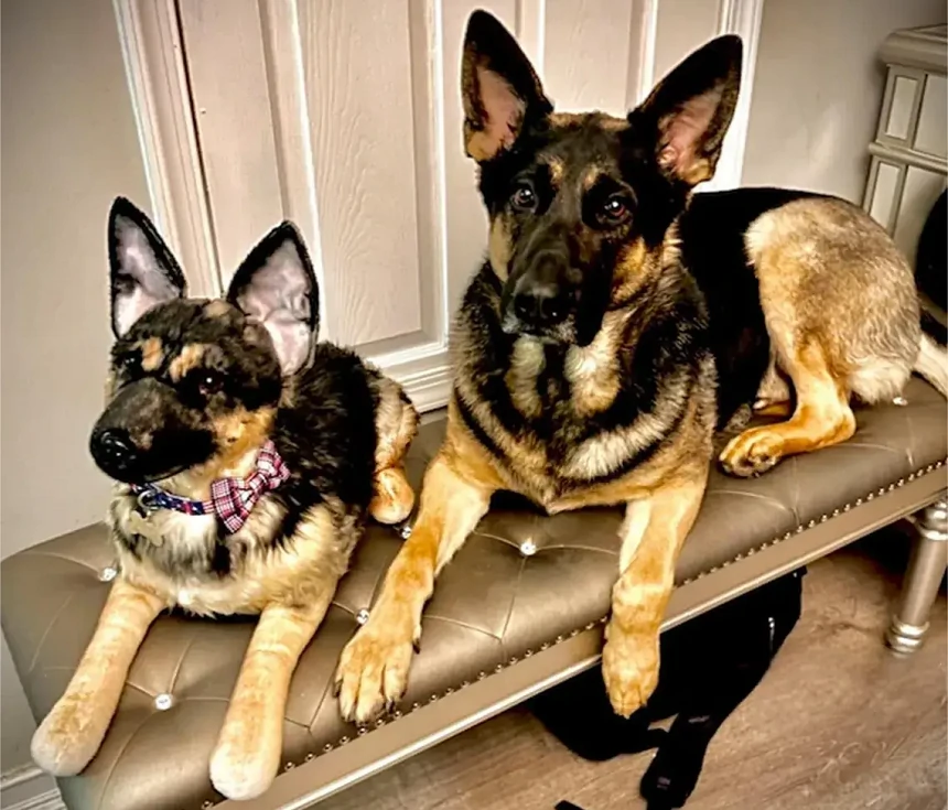 Custom Stuffed Animals from Photos: The Perfect Way to Remember Your Pet