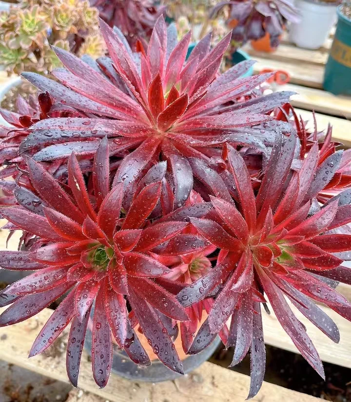 plant Aeonium Echeveria Haworthia  Caudex  Lithops Cactus  Agave 