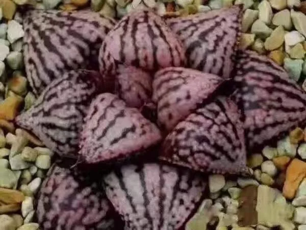889.   Red peacock 4-5cm / Haworthia/ Succulent plants / Garden landscape / Carefully select healthy plants