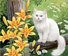 Chat En Denteller-Rond Diamant Peinture-55*45Cm