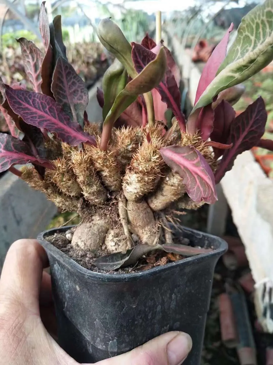 plant Aeonium Echeveria Haworthia  Caudex  Lithops Cactus  Agave 