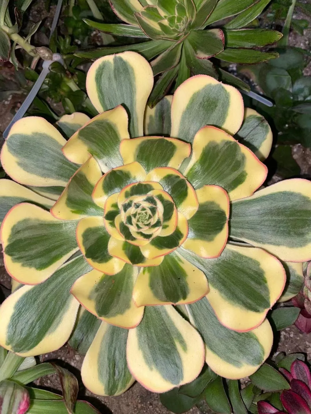 plant Aeonium Echeveria Haworthia  Caudex  Lithops Cactus  Agave 