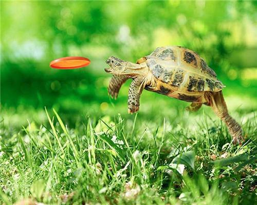 

Turtle Catching Frisbee – Paint By Numbers - 40*50CM, 501 Original