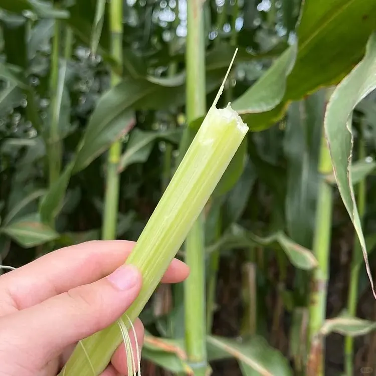 🌾SWEET CANE SEEDS