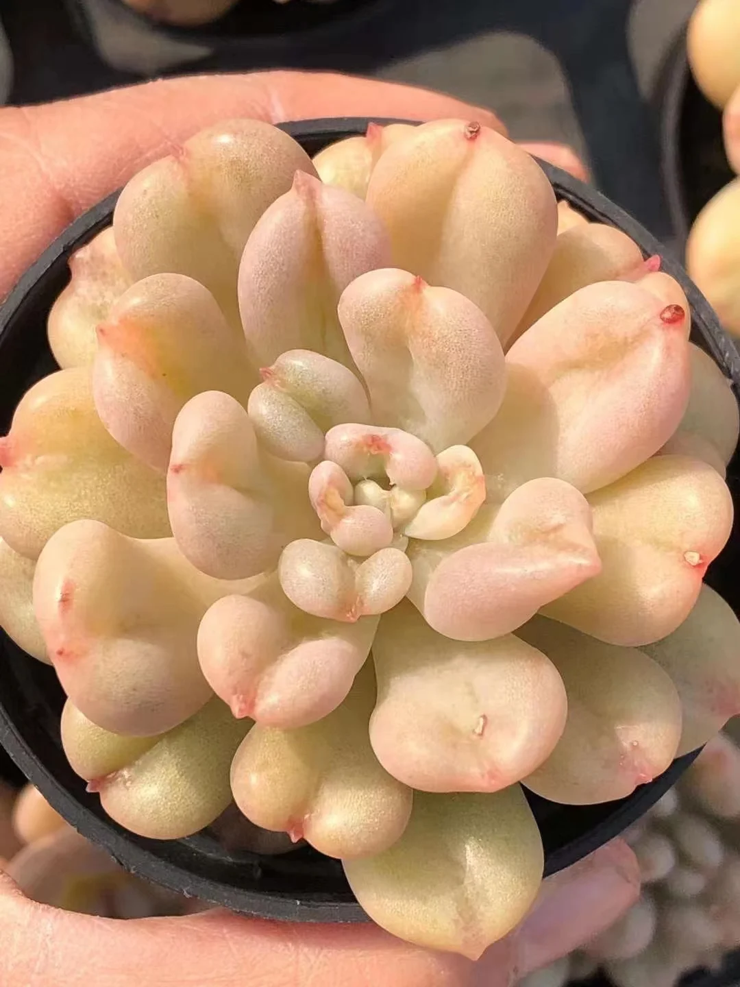 plant Aeonium Echeveria Haworthia  Caudex  Lithops Cactus  Agave 