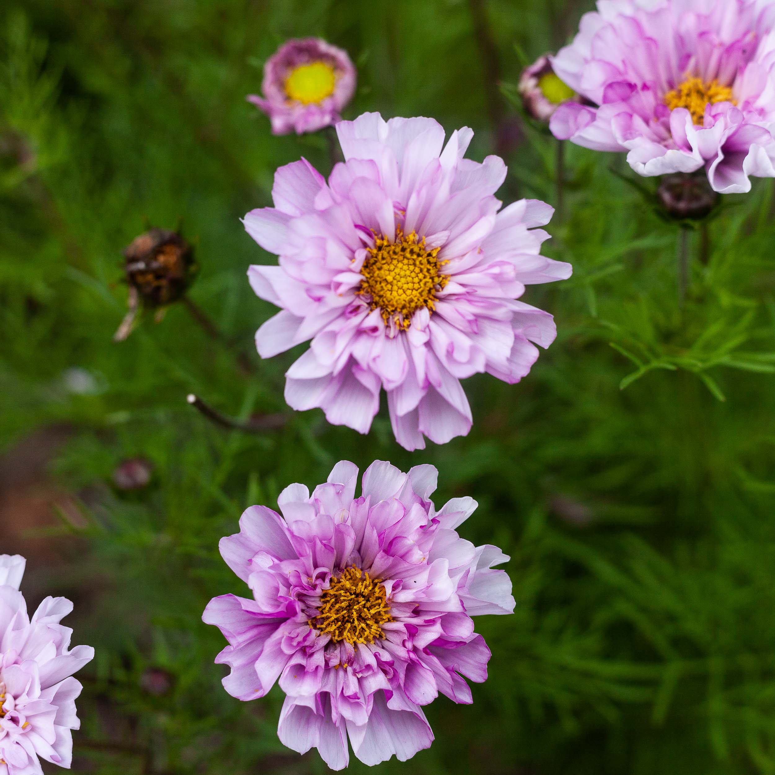 Cosmos Double Click Bi Colour Rose Flower | X 30 Seeds