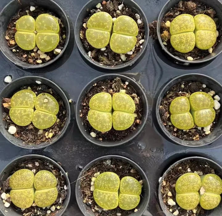 plant Aeonium Echeveria Haworthia  Caudex  Lithops Cactus  Agave 