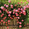 💕LAST DAY 🌹Climbing Vine Rose Flower Seeds
