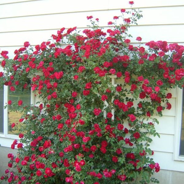 Alitissimo Climbing Rose Seeds Jonyparkseed®