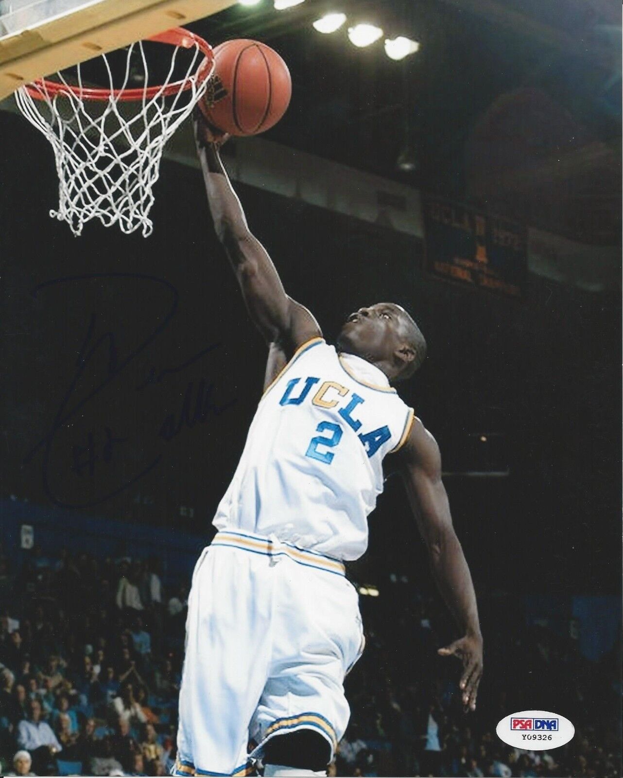 Darren Collison UCLA Bruins Signed 8x10 Photo Poster painting - PSA/DNA # Y09326