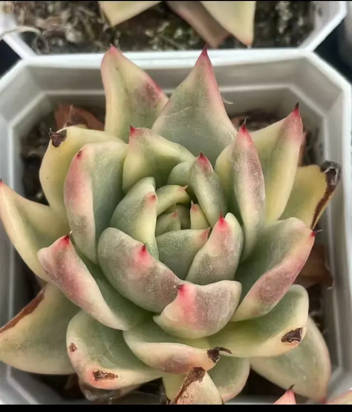 plant Aeonium Echeveria Haworthia  Caudex  Lithops Cactus  Agave 