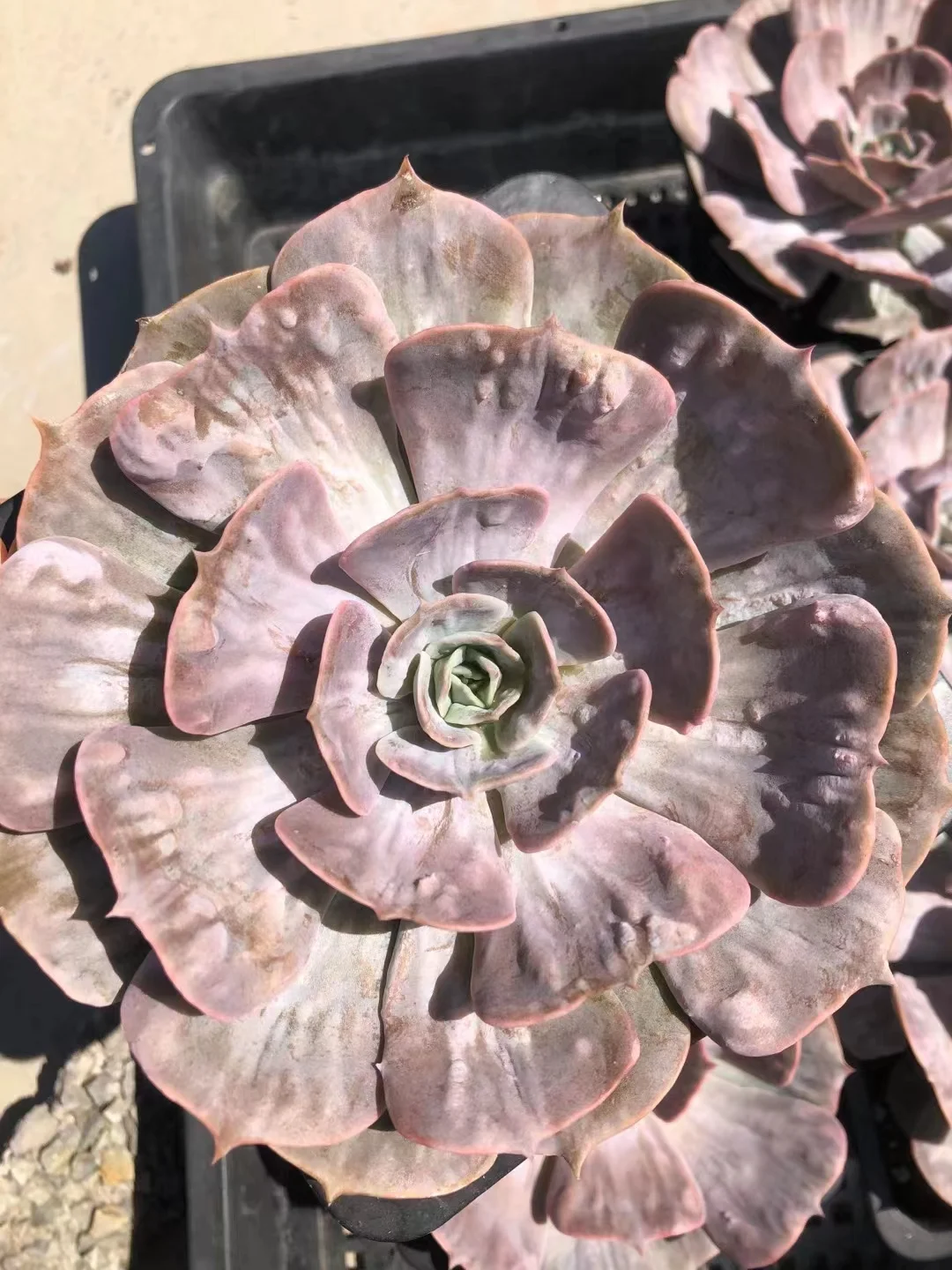 491.Echeveria   Marvel var.. Single head 5-6cm/ Echeveria/  Succulent plants / Garden landscape / Carefully select healthy plants
