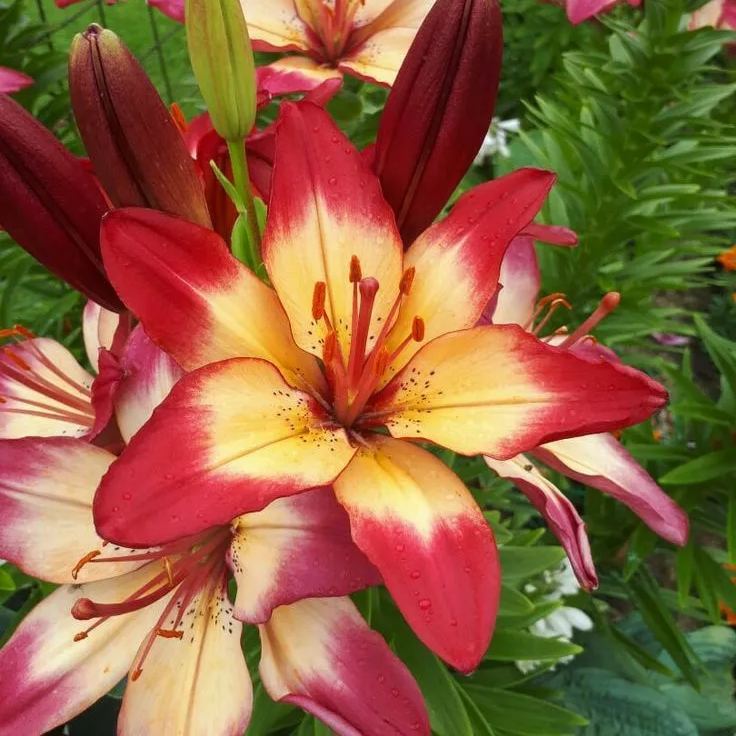 Red & Yellow Lily-Rare Exquisite Lily Bulbs 🌸