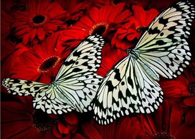 

Butterfly on Red Flowers – Paint By Numbers - 40*50CM, 501 Original