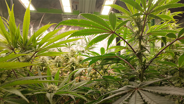 The Science Behind Growing with Light: Tips for a Successful Indoor Garden