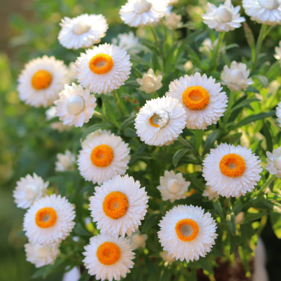 🌻Straw Chrysanthemum