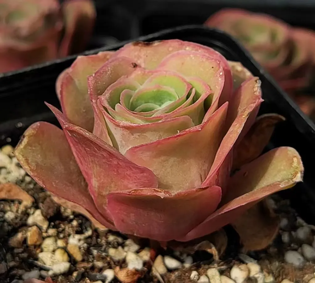 plant Aeonium Echeveria Haworthia  Caudex  Lithops Cactus  Agave 